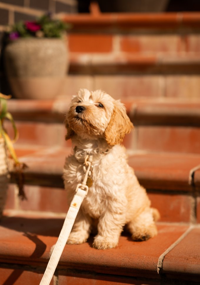 Dog friendly The Rabbit Hotel
